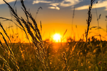 sun set over a corn field