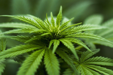 cannabis_plant_closeup