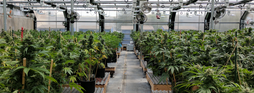 View of an indoor cannabis farm with fans and lighting