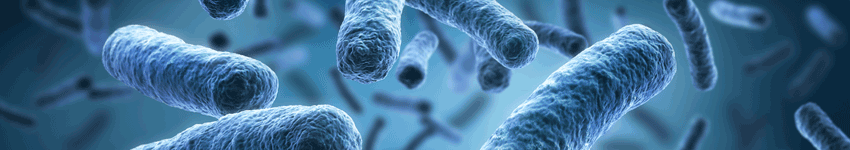 Legionella bacteria