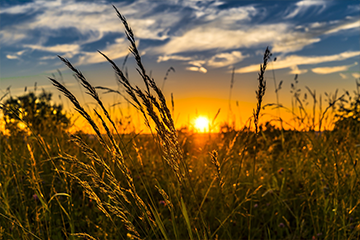 Sun setting behind a corn field