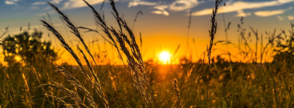 sun set over a corn field