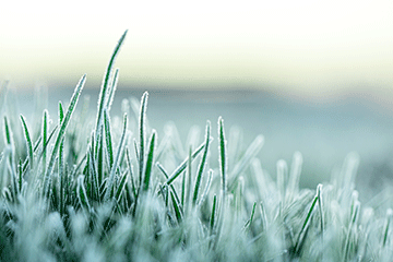 Frost covering blades of grass