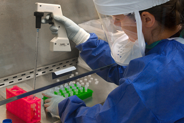 lab worker in PPE uses pipette to distribute liquid into vials in a fume cupboard